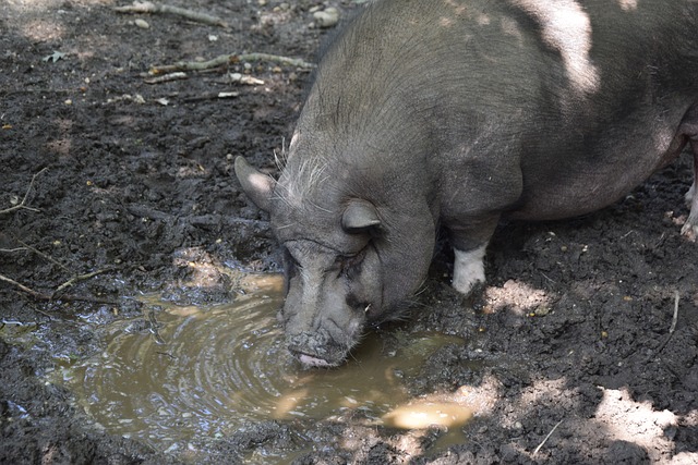 梅努与曼联 梅努与曼联
